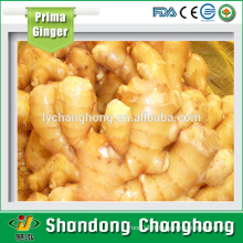 [CHAUD] Linyi Changhong Fresh Ginger